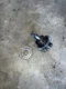 E 1995 YAMAHA WR250 YZ250 OEM KICKSTART KICK START SHAFT W IDLER GEAR E 1995 YAMAHA WR250 YZ250 OEM KICKSTART KICK START SHAFT W IDLER GEAR